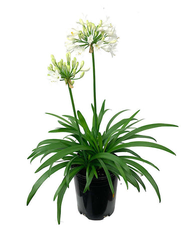 Agapanthus Africanus Getty White 4Inches Lily Of Nile Live Plant Ht7