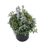 Ajuga Mint Chip 1Gallon Pot Blue Carpet Bugleweed Plant Bugle Bugleherb Carpetw Mr7Ht7