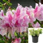 Azalea George Tabor 5Gallon Pink White Plant Taber Live Plant Fr7