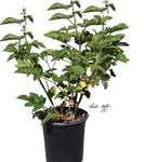 Blackberry Black Satin Thornless 5 Gallon Grafted Fruting Plant Outdoor Fruit Tree Live Plant Best Dht7