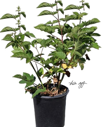 Blackberry Black Satin Thornless 5 Gallon Grafted Fruting Plant Outdoor Fruit Tree Live Plant Best Dht7