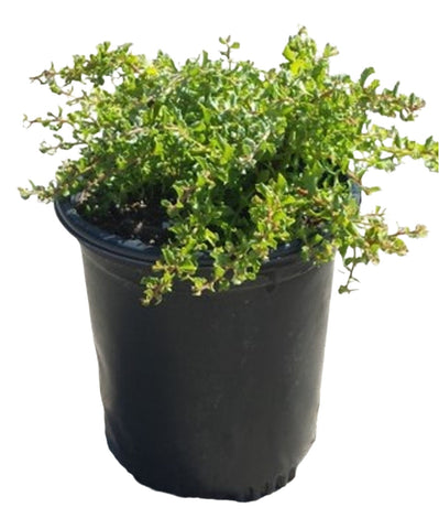 Baccharis Pigeon Point 5Gallon Dwarf Coyote Bush Pilularis Coy Live