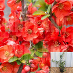 Chaenomeles Hybrid Blood Red 5 Gallon Japonica Japanese Quince Live Plant