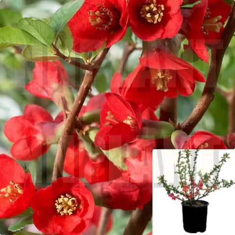 Chaenomeles Texas Scarlet 5 Gallon Flowering Quince Red Plant Flower Live Plant Mr7