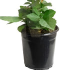 Ficus Black Mission Fig 5Gallon Organic Fruit Tree Carica Franciscana Live Plant Gr7