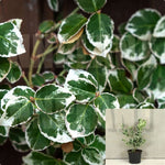 Euonymus Emerald Gaiety 1Gallon Plant Emerald Gaiety Wintercreeper A+ Live Plant Fr7