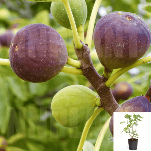 Fig Brown Turkey 7 Gallon Fruit Tree Improved Live Plant Outdoor Ho7