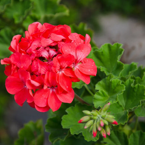 10 Cuttings Zonale Red Pelargonium Flower Plant Not Rooted