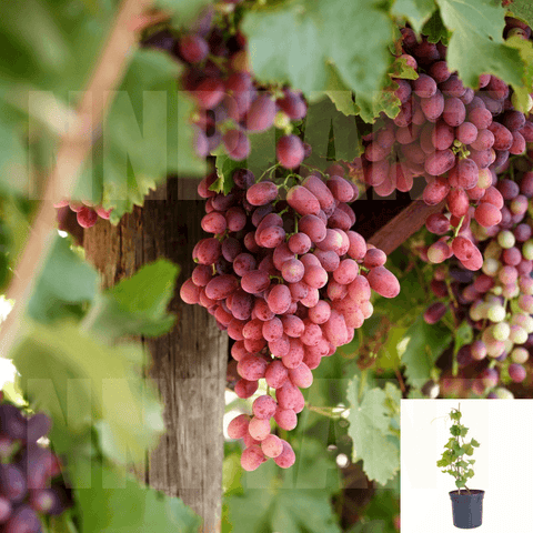 Crimson Seedless Grape 5 Gallon Seedless Grape Vine Crimson Fruit Tree Live Plant Outdoor Best Dw7Ht7