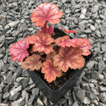 Heuchera Splendens Firefly 10Packs Of 1Quart Plants Coral Bells Red Live Plant Mr7