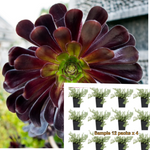 Aeonium Black Rose Moyal Purple Plant Arboreum Succulent Tree Rare Live Plant Best 6pks Of 2" pot  Pot