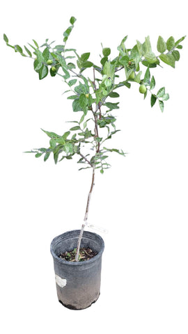 Jujube Li On 5 Gallon Grafted Fruting Ziziphus Jujuba Plant Outdoor Fruit Tree Live Plant Best Dht7