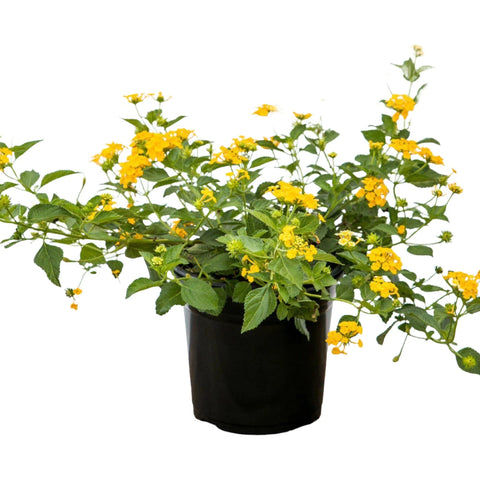 Lantana New Gold 5Gallon Yellow Plant Shrub Verbenas Lantanas Outdoor Live Plant Fr7