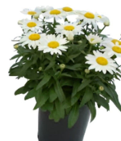 Leucanthemum Betsy 1 Gallon Ht7 Pot Plant Perennial Plant Daisy Galaxy Red Plant Bruisewort Galaxy Red Live Plant Outdoor Pl