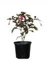 Fuchsia Firecracker 4Inches Plant Triphylla Honeysuckle Onagroideae Circaeeae Flower Outdoor Ht7