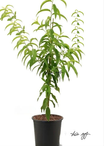 Nectaplum Spice Zee Nect Yrlg On Citatio 5Gallon Grafted Fruting Outdoor Fruit Tree Live Plant Best Dht7