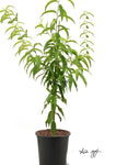 Plum Sweet Treat Pluerry R.I.S 5Gallon Grafted Fruting Prunus Plant Outdoor Fruit Tree Live Plant Best Dht7