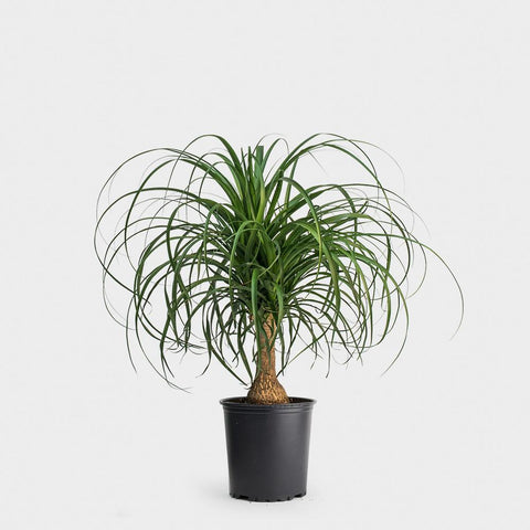 Ponytail Palm Bottle 6Inches Beaucarnea Great Indoors Pgh Live Plant Round Ht7 Best