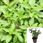 Basil Thai 4Inches Veggies Her Bal Vietnamese Asian Ocimum Basilicum Mint best Live Plant Ht7