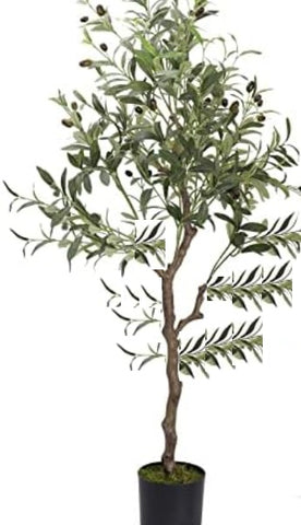Olive Plant Mission Plant 5Gallon Olea Europaea Grafted Fruting Fruit Tree Live Plant Best Dht7