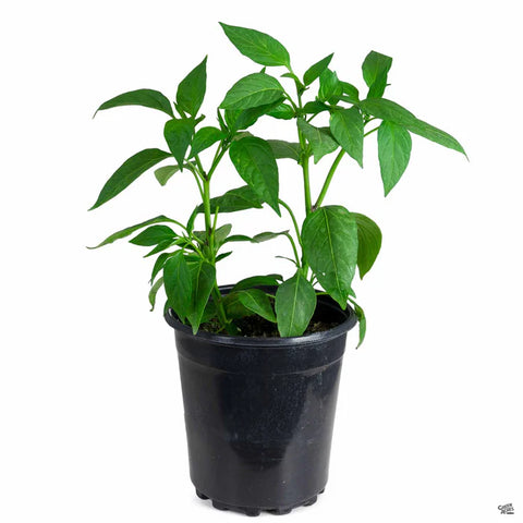 Pepper Time Bomb 4inches Plant Hot Cherry Peppers Plant Hot Chilli Pepper Pot Pr7