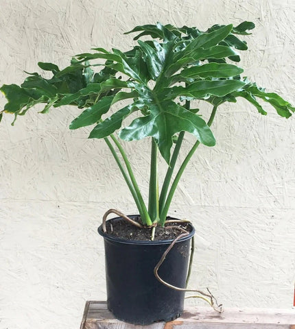 Philodendron Bipinnatifidum Plant 5 Gallon 3Ft Cut Leaf Horsehead House Live Plant Ht7 Best