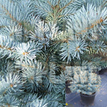 Picea Pun Fat Albert 5 Gallon Globosa Plant Colorado Spruce Live Plant Outdoor Tree Gr7