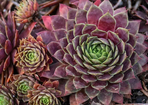 3 Cuttings Sempervivum Kip Hen And Chicks succulent Plant Not Rooted