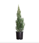 Juniperus Scop Wichita Blue gray blue Rocky Mountain Juniper 5 Gallon Plant Mr7