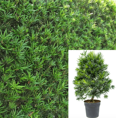 Podocarpus Macro Maki 4In Pot Plant Compact Yew Pine Macrophyllus Live Plant Outdoor Tree Gr