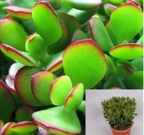 10 Cuttings Crassula Jade Succulents Miniature Pine Tree Tetragona 35" Best Plant Not Rooted