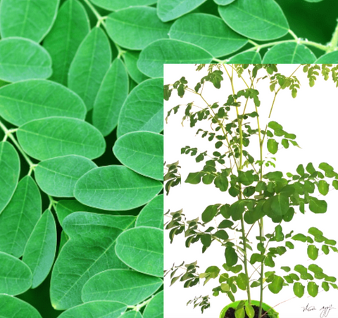 Moringa Plant Tree 1 Gallon Miracle 16In To 2Ft Drumstick Horseradish best Live Plant Vegetable Veggie