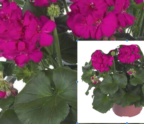 10 Cuting Geranium Neon Purple Plant Zonale Zonal Pelargonium Crane'S Bill Flower Live Plant No Root