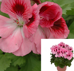 10 Cutting Geranium Rose Bicolor Cherry Elegance Plant Martha Washington Live Plant Notrooted