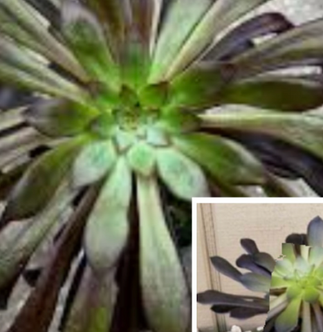 10 Cuttings Aeonium Zwartkop Succulents Black Rose Best Beauty Tree 3 Long Plant Not Rooted