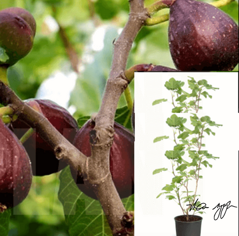 Fig Violette Bordeaux 5 Gallon Grafted Fruting De Fruit Tree Vista Live Plant Outdoor Best Dht7