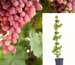 Grape Crimson Seedless 5 Gallon Vine Fruit Tree Live Plant Best Dht7