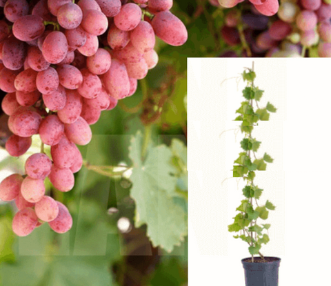 Grape Crimson Seedless 5Gallon Vine Fruit Tree Live Plant Outdoor Best DHT7