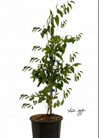 Jujube Lang On 5Gallon Grafted Fruting Ziziphus Jujuba Outdoor Plant Fruit Tree Live Plant Best Dht7