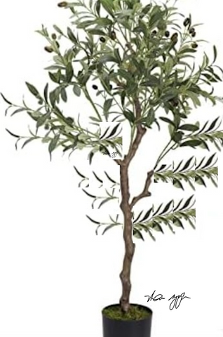 Olive Plant Manzanillo 5Gallon Plant Olea Europaea Grafted Fruting Fruit Tree Ourdoor Live Plant Best Dht7