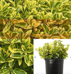 Euonymus Golden 1Gallon Plant Lime Dwarf Japanese Live Plant Outdoor Gr7