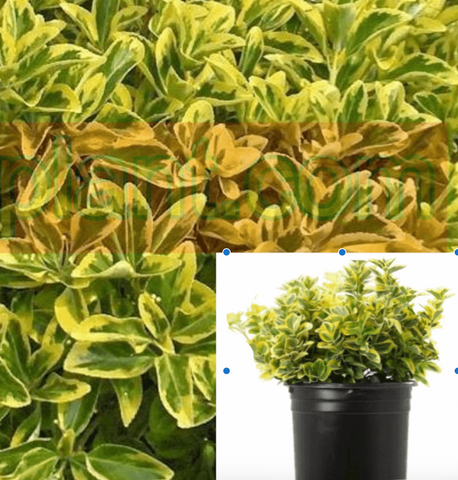 Euonymus Golden 1Gallon Plant Lime Dwarf Japanese Live Plant Outdoor Gr7