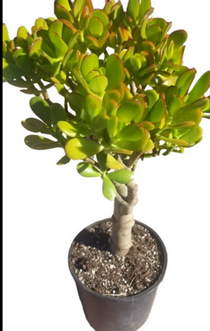 Crassula Ovata Sunset Plant 5 Gallon Golden Orange Red Edge Jade Tree succulent Live Plant Ht7 Best