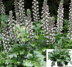 Acanthus Mollis Plant Bears Breeches Large Leaves Purple Flower Sea Dock Foot Live Plant 5Gallon 3- 4Ft Fr7