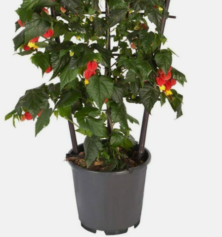 Abutilon Red 1 Gallon Flowering Maple Plant Indian Mallow lantern best  bulbs flower Live Plant Ht7