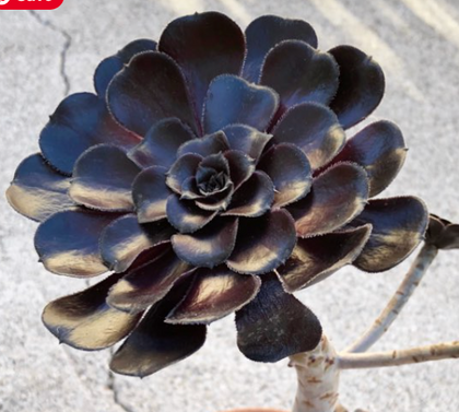 Aeonium Black Rose Moyal Purple Plant Arboreum Succulent Tree Rare Live Plant Ht7 Best 4Inches