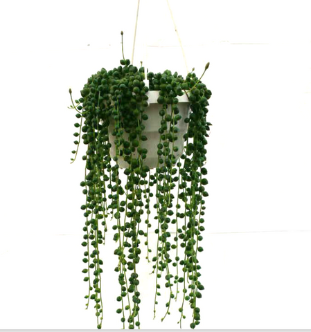 String Of Pearls Plant Pearl  string of beads Senecio Rowleyanus Agavaceae succulent 6" Pot Live Plant Ht7 Best