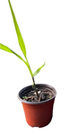 Sugar Cane tree  Edible Sweet Black Saccharum Sugarcane Tree Officinarum Veggies Live Plant Ht7 Best 4"pot