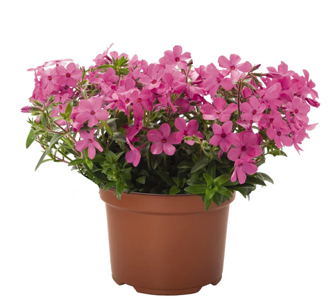 Phlox Woodlander Pink 1Gallon Pot Plant Wild Sweet William Live Plant Mr7Gr7