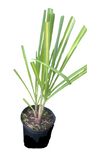 Sugar Cane 5 Gallon Edible Veggies Sweet Black Saccharum Sugarcane Best Live Plant Ht7